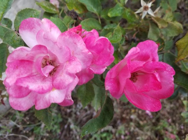 Two early morning pink roses with dew drops on them.